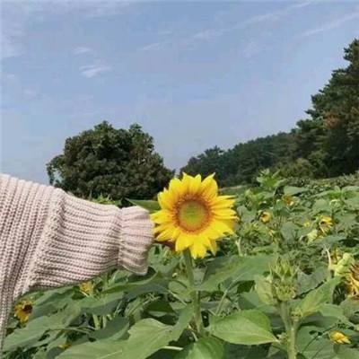 音律进化手游九游版下载